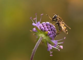 10 Ways to Show Hay Fever Who’s Boss