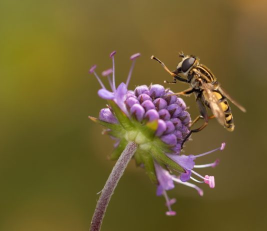 10 Ways to Show Hay Fever Who’s Boss